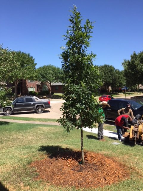 Red Oak Planted in Intense Summer Heat