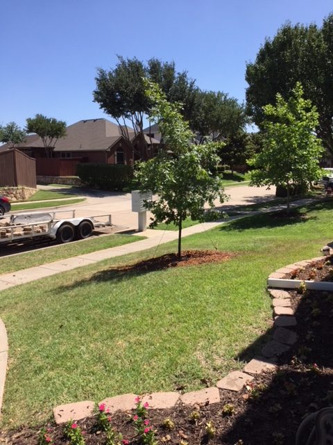 Red Oak Trees Planted in Extreme Heat