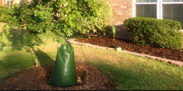How to Water Transplanted Trees in Extreme Summer Heat