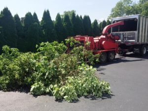 Tree Removal