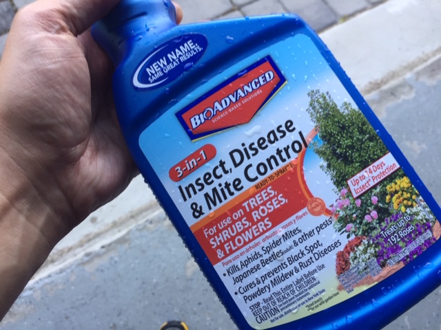 Spider Mite Spray Arborvitaes