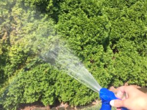 Spider Mite Spray for Arborvitaes