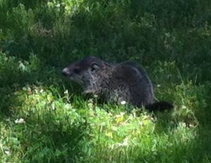Backyard Groundhog