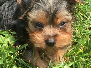 Backyard Yorkie Wildlife