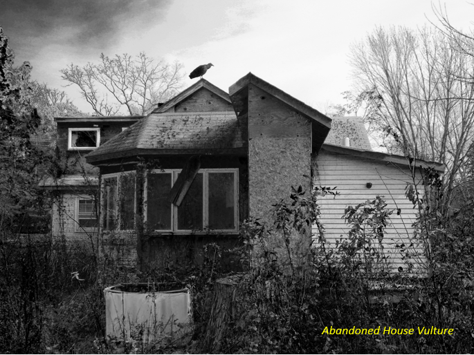 Abandoned House Vulture Photography Urbex