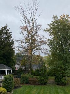 Dead Sweet Gum Maple Cyprus Pruning Fire Pit