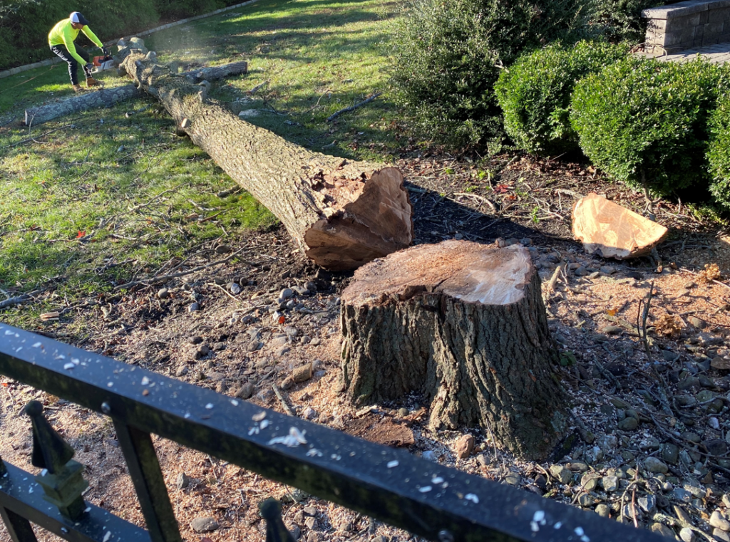 Chain Saw Tree Demolition