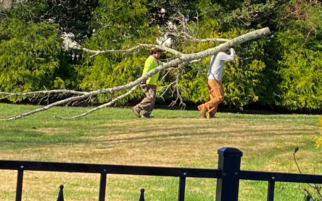 Tree Experts Demolition